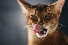 Mothers lick their kittens to clean but if you start to notice obsessive grooming, hair loss, or skin lesions, it may be time for a visit to the vet. Everything You Need To Know About Cat Licking