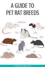 Pet Rat Breeds Varieties What Type Of Rats Are Your Pets Animallama Pet Rat Cages Pet Rats Cute Rats