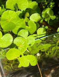 Image result for Hydrocotyle mannii