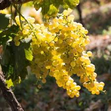 South africa (cape province) classica pianta grassa dai grandi fiori a stella, molto pelosi color carne, che puzzano proprio di carne putrefatta. Le Macete Garganega Veronese I G T Tenuta Grimani