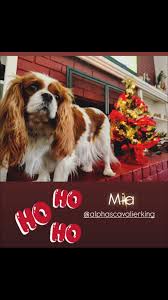 Mia wishing everyone a wonderful Christmas week! #christmastime  #cavalierkingcharlesspaniel #cavalier #kingcharlescavalier  #cavaliercommunity #fyp #fypage #foryou #foryourpage #dog