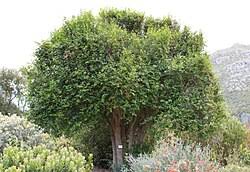 Image result for Halleria lucida