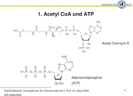 Coenzym a (коэнзим а) d6. Das Sinnloseste Der Zitronensaurezyklus Pdf Kostenfreier Download