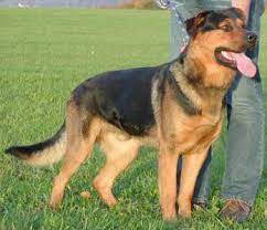 Langhaar schäferhund schäferhund mix große hunderassen haus schäferhunde große hunde. Rottweiler Schaferhund Mix Ben Rude Zuhause Gefunden Tierheim Kronach Nordbayern Oberfranken Happy Ends Archiv Von Zergportal De