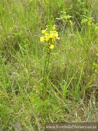 Image result for Eulophia obscura