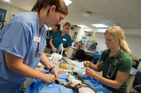 Veterinary Technician Salary How Much Does A Vet Tech Make Guess