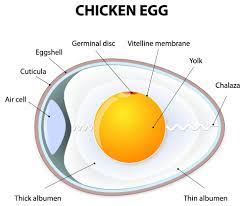 Switch label label these cookies allow us to count visits and traffic sources so we can measure and improve the performance of our site. Egg Structure The Structure Of An Egg The Poultry Pages