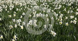 English Daffodil Field Pale Lemon Narcissus Daffodils Flower Photos