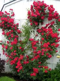 Maybe you would like to learn more about one of these? 5 Red Climbing Rose Rosa Bush Vine Climber Fragrant Butterfly Flower Seeds Gift Ebay