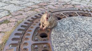 Rettungsaktion in Bensheim: Ratte aus Gullydeckel in Hessen befreit