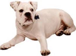 There are various types of bulldogs available in the market. Altman White English Bulldog Dog Breed Information Continental Kennel Club