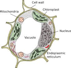 In plant cells, the function of vacuoles is to store water and maintain turgidity of the cell. The Cell 5 Vesicular Traffic Vacuoles Atlas Of Plant And Animal Histology