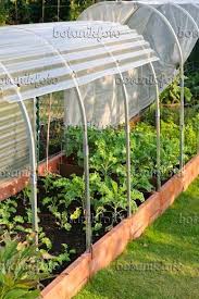 476104 Grunkohl Brassica Oleracea Var Sabellica In Einem Niedrigen Hochbeet Mit Folientunnel Garten Grundriss Selbstgebautes Gewachshaus Hochbeet