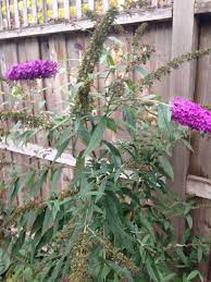 Butterfly Bush Or Summer Lilac Buddleia Davidii We Believe This Is A Butterfly Bush Or Summer Lilac Butterfly Bush Care Butterfly Bush How To Level Ground