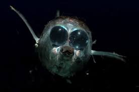 Pin By Sylina On Animals Deep Sea Creatures Deep Sea Animals Weird Sea Creatures