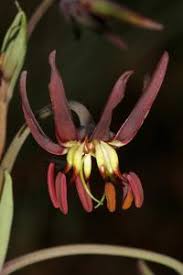 Image result for Ornithoglossum