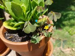 Maybe you would like to learn more about one of these? Oxalis Control Home Garden Information Center