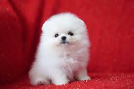 12 tampa teddy bear puppies. Teacup Pomeranian Cup Size Dog Novocom Top