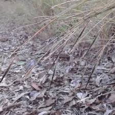 Image result for Aristida stipoides