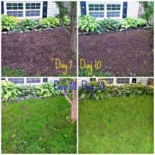 How To Grow Grass From Seed Easy Guide Growing Grass From Seed Growing Grass Best Grass Seed Lawn
