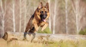 Our best guess at breed is siberian. German Shepherd Husky Mix Gerberian Shepsky Breed Info