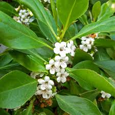 Image result for Myoporum laetum