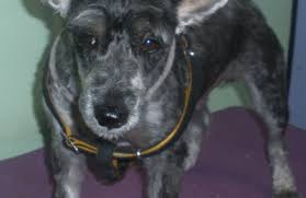 At healthy tails retreat we want to help you pamper your pet in every way. Happy Tails Pet Spa 9131 Citrus Ave Ste E Fontana Ca 92335 Yp Com