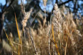 Image result for Phragmites australis