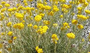 Image result for Helichrysum aureo-nitens