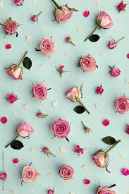 Beautiful Flowers Floral Wallpaper Phone Flower Phone Wallpaper Rose Wallpaper