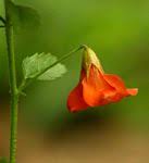 Image result for Hermannia seineri