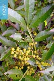 Maybe you would like to learn more about one of these? Citrus Jambhiri Rough Skinned Lemon Buy Seeds At Rarepalmseeds Com