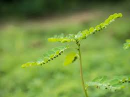 Image result for Phyllanthus nyikae