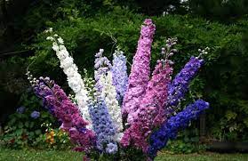 Delphinium Ajacis O Espuela De Caballero Semena Cvetov Delfiniumy Krasivye Cvety