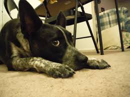 Check spelling or type a new query. Boston Terrier Heeler Puppies Pets Lovers