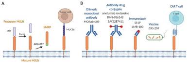 Learn how asbestos fibers reach the pleura & how this may damage cells' dna. Cancers Free Full Text Hitting The Bull S Eye Mesothelin S Role As A Biomarker And Therapeutic Target For Malignant Pleural Mesothelioma Html