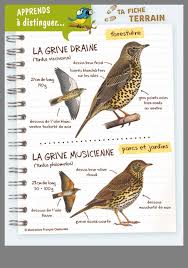 Les Oiseaux Oiseaux Des Jardins Oiseaux Oiseaux Du Ciel