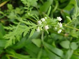 Image result for Parthenium