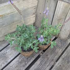 Image result for Coleus neochilus