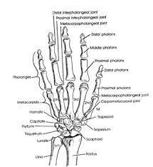 Akhsanur Blog S Teknik Radiografi Manus Anatomi