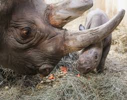 Blood Feces Urine And Hope Potter Park Zoo Brings A Baby Rhino Into The World City Pulse