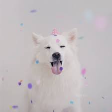 Check out this fantastic collection of watch dogs wallpapers, with 66 watch dogs background images for your desktop, phone or tablet. How To Take The Best Photos Of Your Dog For Instagram Benebone Blog