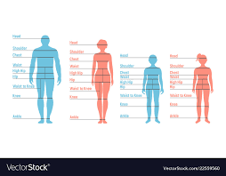 Man Woman Boy And Girl Size Chart Human Front