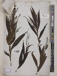 Image result for Persicaria barbata