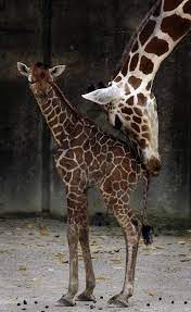 Mine She Says Memphis Zoo Giraffe Baby Giraffe