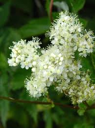 Reine Des Pres Plantes Sauvages Plante Idees Jardin