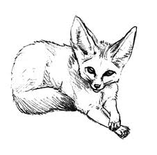 Download printable baby fox coloring page. How To Draw Desert Fox Coloring Pages Netart Fox Coloring Page Fox Coloring Fox Coloring Pages