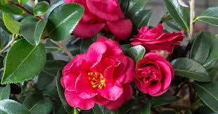 Top 5 Plants To Warm Your Winter Soul In 2020 Plants Southern Living Plants Planting Flowers