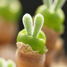 Check spelling or type a new query. Dolphin Succulents Are The Latest Craze In Japan Demilked