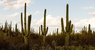 Calculate how old you are in days, weeks, months and years, and discover what day you were born on. Saguaro Cactuses Are Under Threat Because Of Climate Change Washington Post